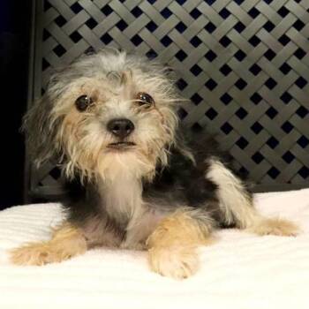 Juna -  Yorkshire Terrier Dog for Adoption in Fort Davis, Texas - Juna | PetCurious