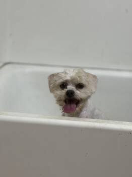 Lucy Lou Love -  Maltese Dog for Adoption in Corona, California - Lucy Lou Love | PetCurious