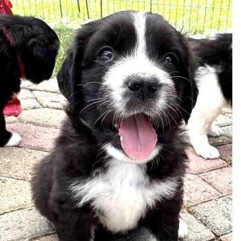 Eden -  Saint Bernard and Golden Retriever Dog for Adoption in Larkfield-wikiup, California - Eden | PetCurious
