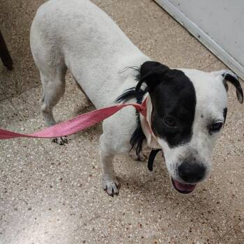 Lady Di -  Labrador Retriever and Mixed Breed Dog Available for Adoption in Vieques, Vieques - Lady Di | PetCurious