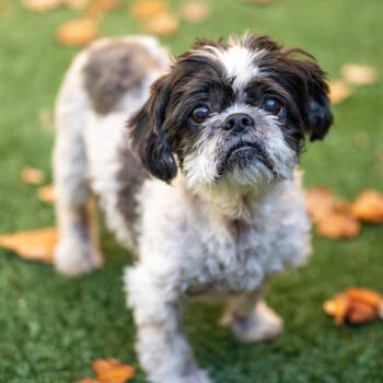 Rescue Lhasa Apso Dogs for Adoption in San Francisco, California - Tasha 13501 | PetCurious