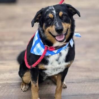 Waylan -  Australian Shepherd and Mixed Breed Dog for Adoption in Smithville, Tennessee - Waylan | PetCurious