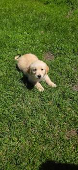 Mack -  Golden Retriever Dog for Adoption in Warren, Michigan - Mack | PetCurious