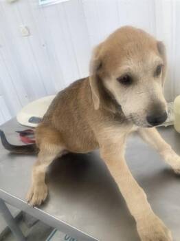Ice Bear - URGENT -  Shepherd Dog for Adoption in Thousand Oaks, California - Ice Bear - URGENT | PetCurious