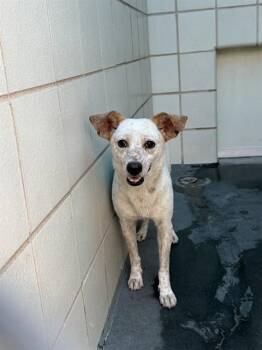 MONA LISA -  Australian Cattle Dog Blue Heeler and Mixed Breed Dog for Adoption in Corpus Christi, Texas - MONA LISA | PetCurious