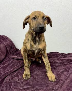 Rescue Weimaraner Dogs for Adoption in Lubbock, Texas - Mellow | PetCurious