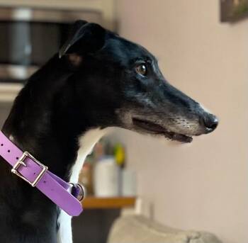 Greyhound Dogs Available for Adoption in Hopkinton, Massachusetts - Velvet | PetCurious
