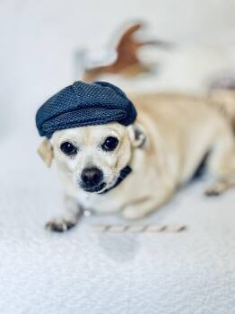 Rescue Mixed Breed Dogs for Adoption in Sylvania, Georgia - Peterman | PetCurious