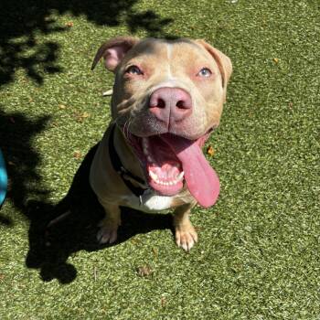 Hercules -  Pit Bull Terrier Dog for Adoption in Port Washington, New York - Hercules | PetCurious