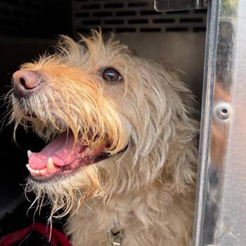 Arlo -  Terrier and Mixed Breed Dog for Adoption in Saint Joseph, Missouri - Arlo | PetCurious