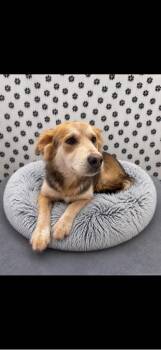 Australian Cattle Dog Blue Heeler Dogs Available for Adoption in Brookings, Oregon - Bodhi | PetCurious
