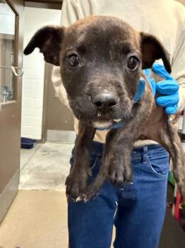 Mixed Breed Dogs Available for Adoption in Rock Hill, New York - Tatyana  | PetCurious