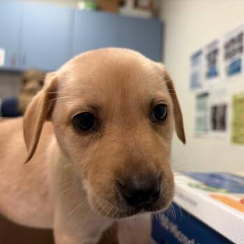 Lemon Cake -  Mixed Breed Dog for Adoption in Charleston, West Virginia - Lemon Cake | PetCurious