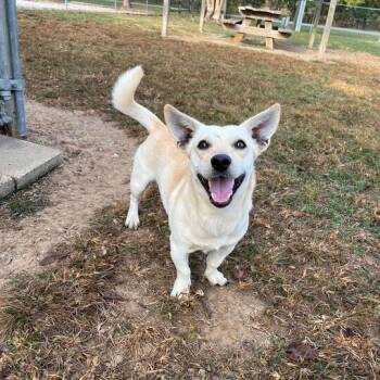 Rescue Dachshund Dogs for Adoption in Carencro, Louisiana - Baronie | PetCurious