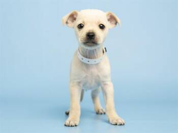 Chihuahua and Mixed Breed Dogs Available for Adoption in Phoenix, Arizona - NOODLE | PetCurious