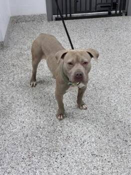 Terrier and Mixed Breed Dogs Available for Adoption in Gastonia, North Carolina - Marla | PetCurious