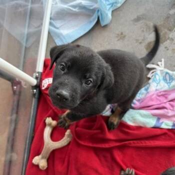 Mixed Breed Dogs Available for Adoption in Bentonville, Arkansas - Obsidian | PetCurious