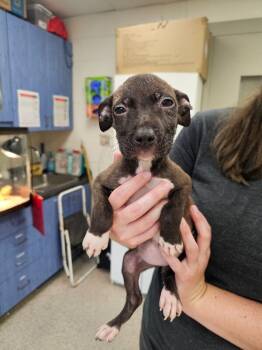 Rescue Terrier and Mixed Breed Dogs for Adoption in Disputanta, Virginia - Winifred Sanderson | PetCurious