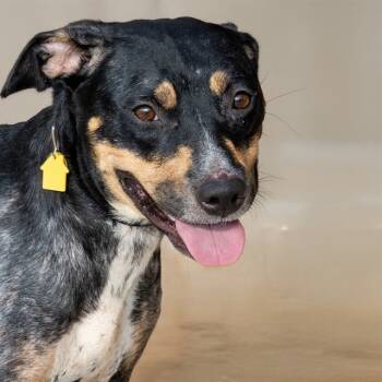 Rescue Black And Tan Coonhound and Mixed Breed Dogs for Adoption in St. Louis, Missouri - FRIDA | PetCurious