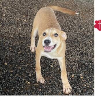 Spur -  Yellow Labrador Retriever and Mixed Breed Dog for Adoption in San Antonio, Texas - Spur | PetCurious