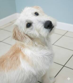 Rescue Labrador Retriever and Mixed Breed Dogs for Adoption in Bowling Green, Kentucky - Moe | PetCurious