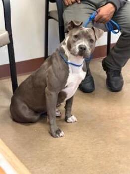 Pit Bull Terrier and Mixed Breed Dogs Available for Adoption - Brazil | PetCurious