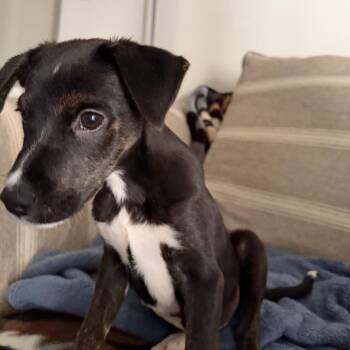 Moonshine Still -  Mixed Breed Dog for Adoption in Fredericksburg, Virginia - Moonshine Still | PetCurious