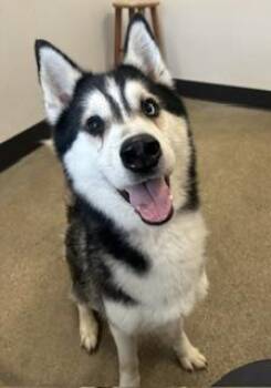 Livingston -  Siberian Husky Dog for Adoption in Cleveland, Ohio - Livingston | PetCurious