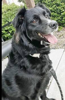 Australian Shepherd Dogs Available for Adoption - Lovely Luna | PetCurious