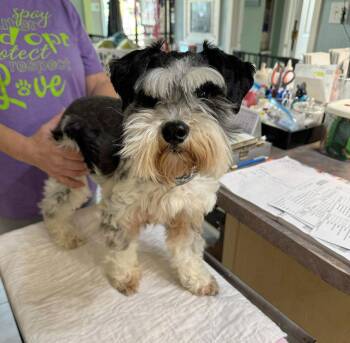 Schnauzer Dogs Available for Adoption - Miss Maple (NOT YET AVAILABLE) | PetCurious