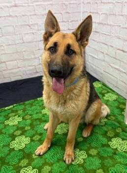 German Shepherd Dog Dogs Available for Adoption - Schofield | PetCurious