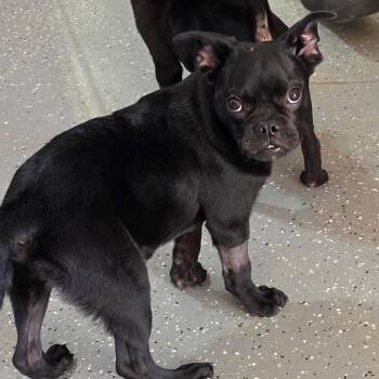 Rambo -  Pug Dog for Adoption in Otisfield, Maine - Rambo | PetCurious