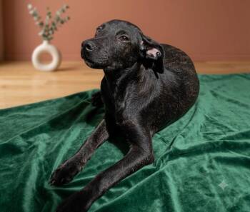Cookie -  Chiweenie Dog for Adoption in Chula Vista, California - Cookie | PetCurious