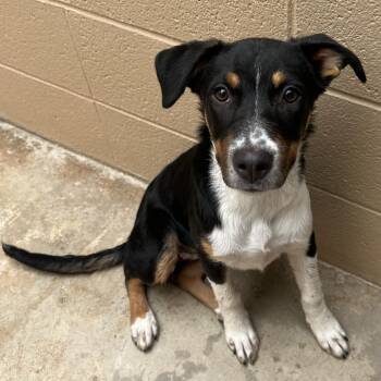 Nereida -  Terrier Dog for Adoption in Ojai, California - Nereida | PetCurious