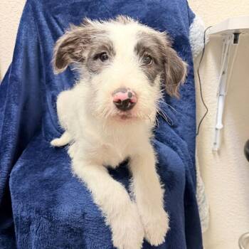 Terrier Dogs Available for Adoption in Parker, Colorado - 437 (2026) | PetCurious