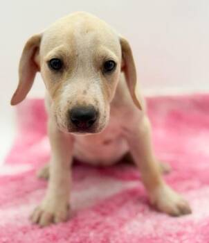 Lila -  Terrier and Mixed Breed Dog for Adoption in Bowling Green, Kentucky - Lila | PetCurious