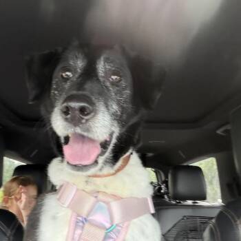 Remy -  Border Collie and Labrador Retriever Dog Available for Adoption in Baton Rouge, Louisiana - Remy | PetCurious