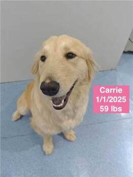 Golden Retriever Dogs Available for Adoption in Houston, Texas - Carrie | PetCurious
