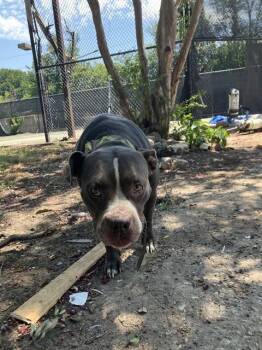 BABEE -  Mixed Breed Dog for Adoption in Dallas, Texas - BABEE | PetCurious