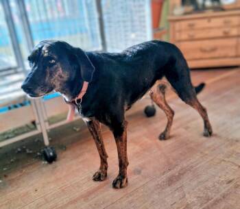 Sassy -  Catahoula Leopard Dog and Labrador Retriever Dog for Adoption in Pinedale, Wyoming - Sassy | PetCurious