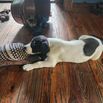 BG -  Pit Bull Terrier Dog for Adoption in Melrose, Florida - BG | PetCurious