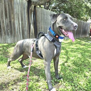 Blue -  American Bulldog Dog for Adoption in San Antonio, Texas - Blue | PetCurious