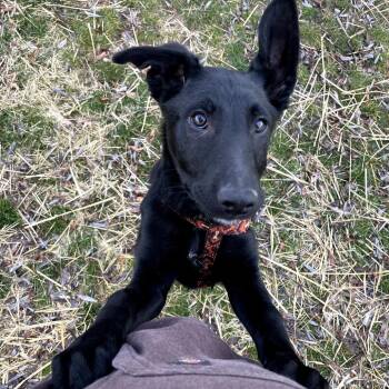 German Shepherd Dog Dogs Available for Adoption - Sassy | PetCurious