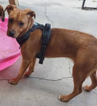 Laverne -  Shepherd and Boxer Dog for Adoption in Colorado Springs, Colorado - Laverne | PetCurious