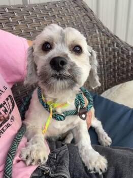 Fergus -  Schnauzer and Poodle Dog for Adoption in Plainfield, Illinois - Fergus | PetCurious