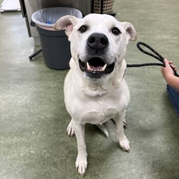 Mixed Breed Dogs Available for Adoption - Radar | PetCurious