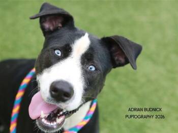 Ruby -  Mixed Breed Dog for Adoption in Nashville, Tennessee - Ruby | PetCurious