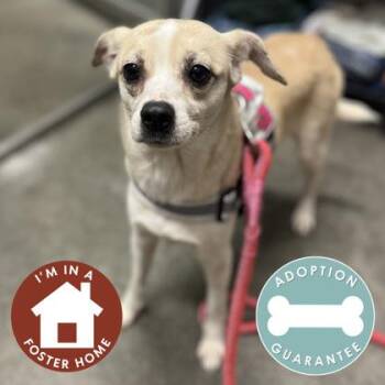 Piglet -  Mixed Breed Dog Available for Adoption in Janesville, Wisconsin - Piglet | PetCurious