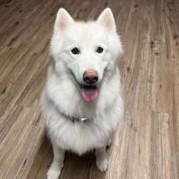 Chanto -  Husky Dog for Adoption in Westland, Michigan - Chanto | PetCurious