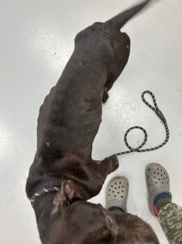 James Bond -  Pit Bull Terrier Dog Available for Adoption in Hartsville, South Carolina - James Bond | PetCurious